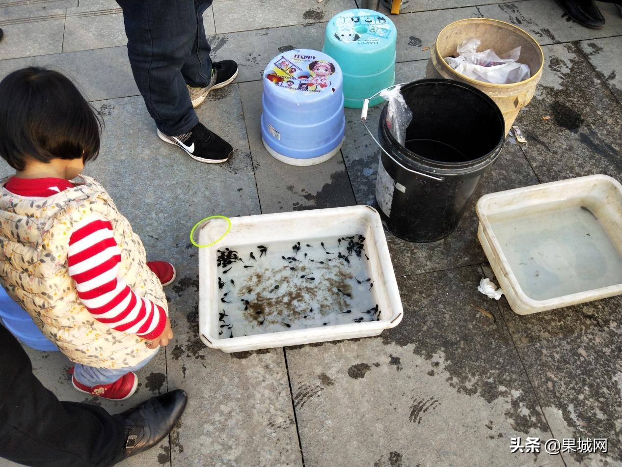 四川南充：春暖花开捉蝌蚪，殊不知带回家的可能是癞蛤蟆