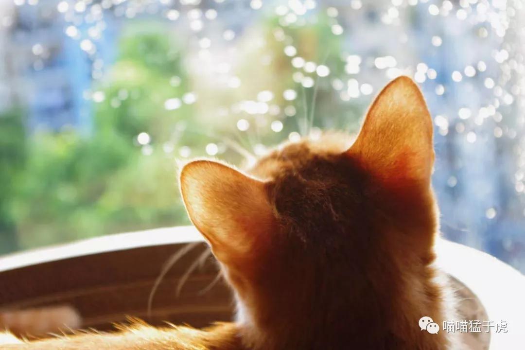 治疗猫咪抑郁症的四个方法图,猫抑郁的最佳治疗方法