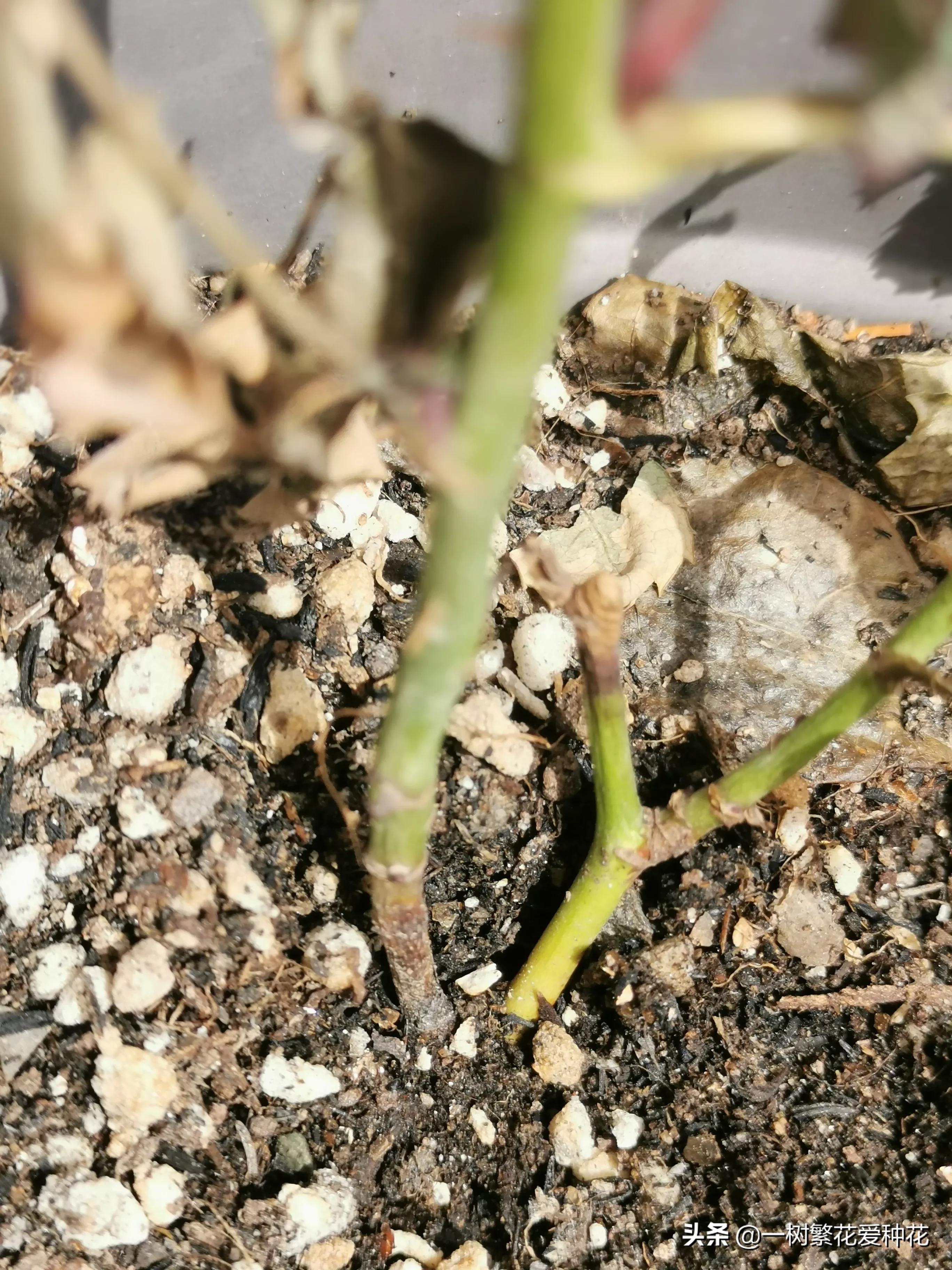 月季开花晒了太阳蔫了补救,月季叶子枯萎像缺水了一样