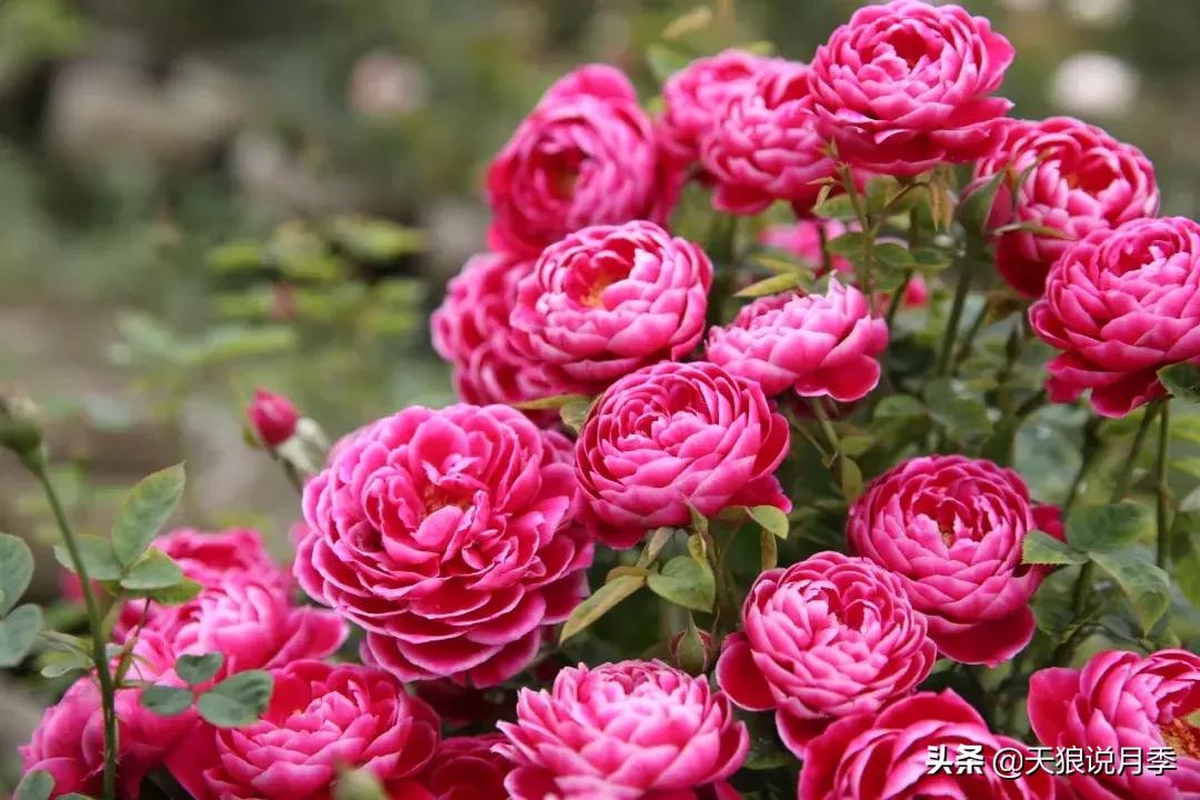 稀奇古怪的月季花,月季几款妖花