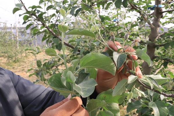 苹果树环切的正确方法,苹果树环切教学