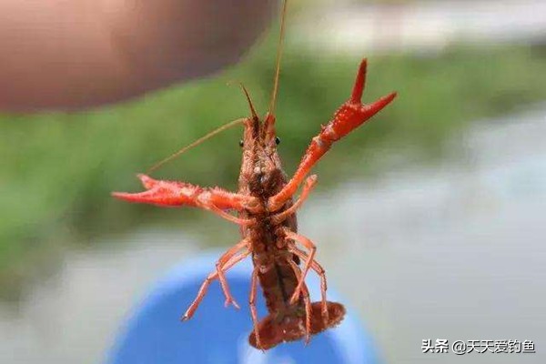 不会钓鱼只会捕鱼,只会钓鱼不会吃鱼