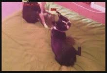 深兰科技ACMMM2020冠军，视频级别目标身份和动态