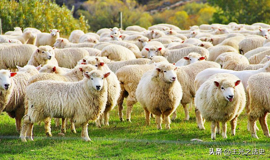 牛羊比人多十倍的新西兰，是如何成为世界前十的发达国家的？