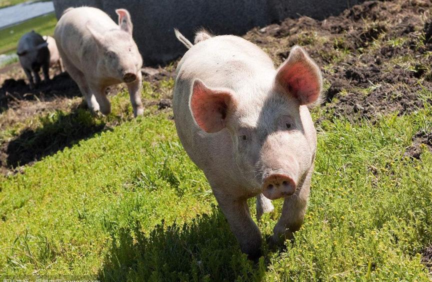 猪咳喘反复发烧是什么原因,猪咳喘的最佳治疗方法