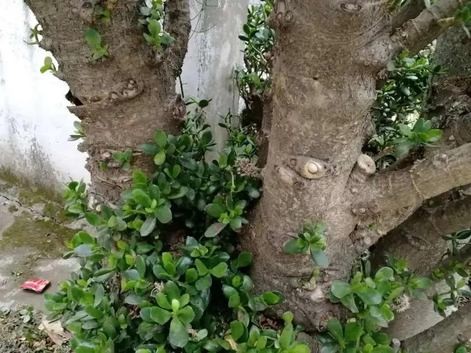 扦插花的养殖方法和技巧,养花扦插有妙招多肉