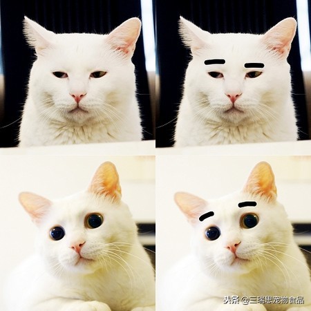 萌猫十大明星,十大萌猫排名