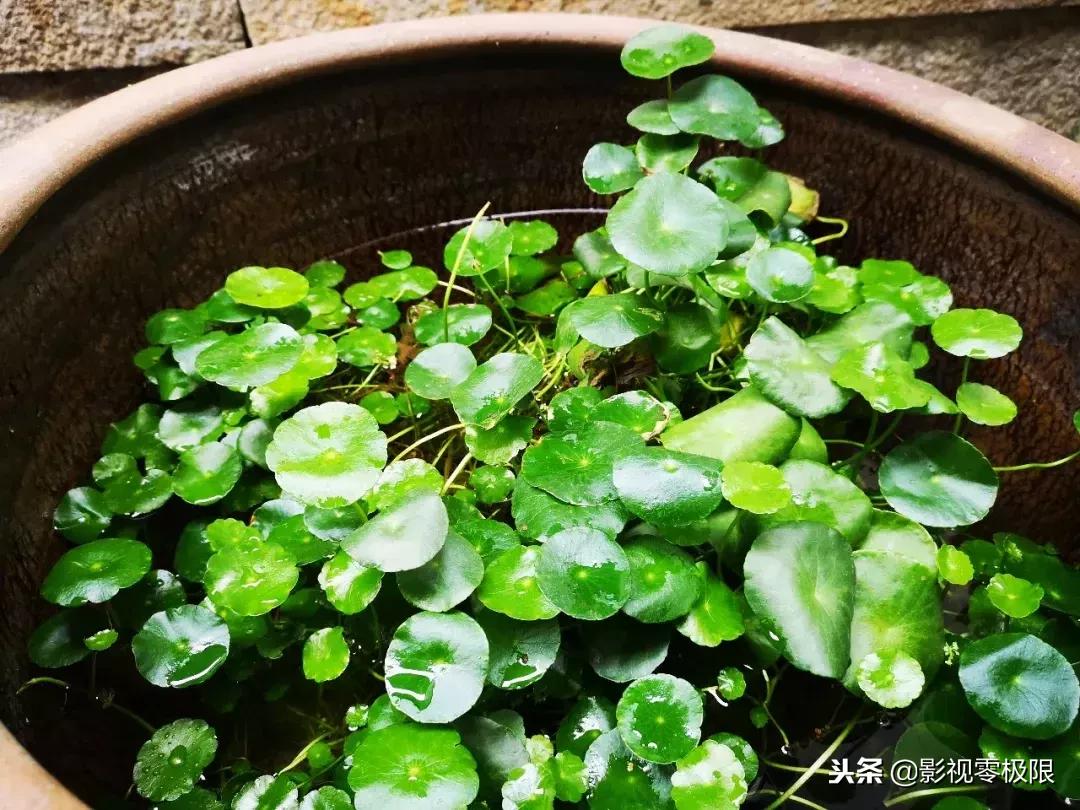 夜半时分，两只乌龟托梦！