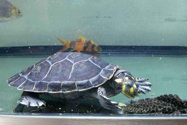与热带鱼混养的深水龟,小型热带鱼混养龟推荐
