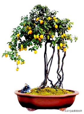 野生挂果金弹子是雌雄同株吗,金弹子雌雄同株公花比母花开得晚