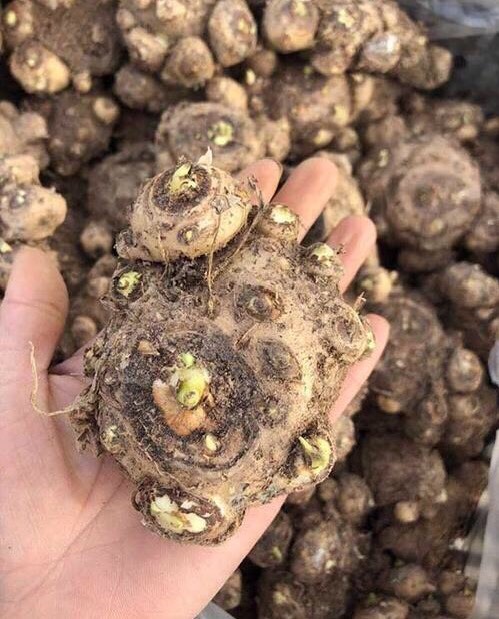 阳台只养一种花全年花开不断,阳台种花只开花不结果