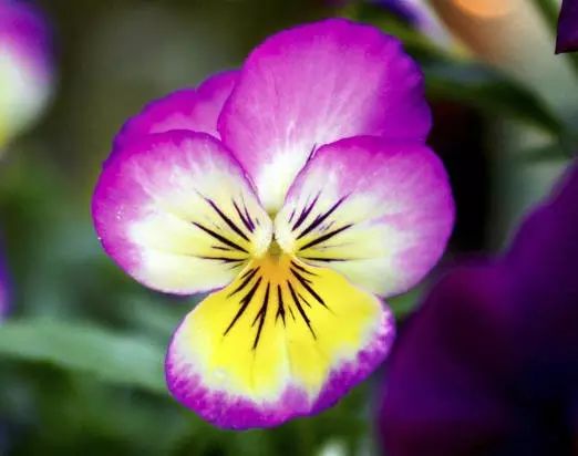 三色堇是一种花吗,鬼脸花三色堇