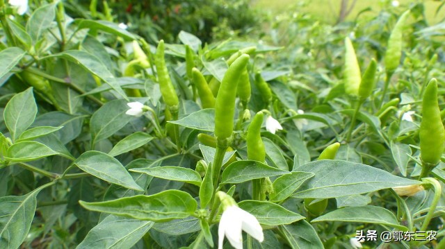 自制液体肥有效吗,农民发明灌水溶肥神器