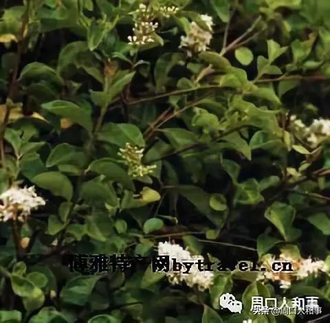 周口项城特产排行榜前十名,项城特产