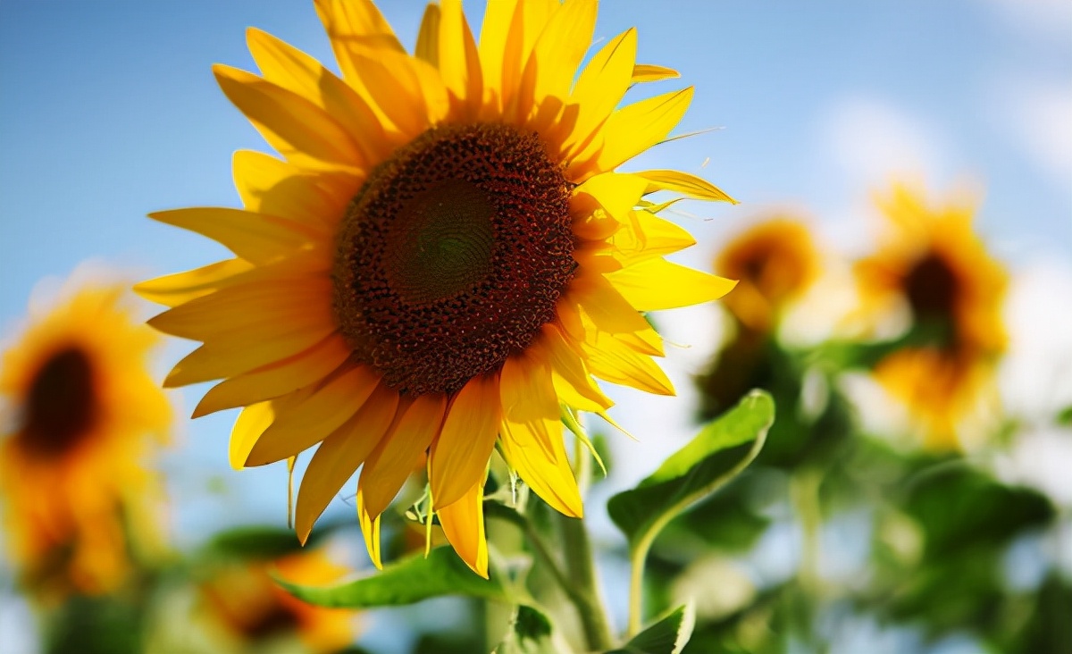 生活中常见的花语大全,生活中常见花卉花语