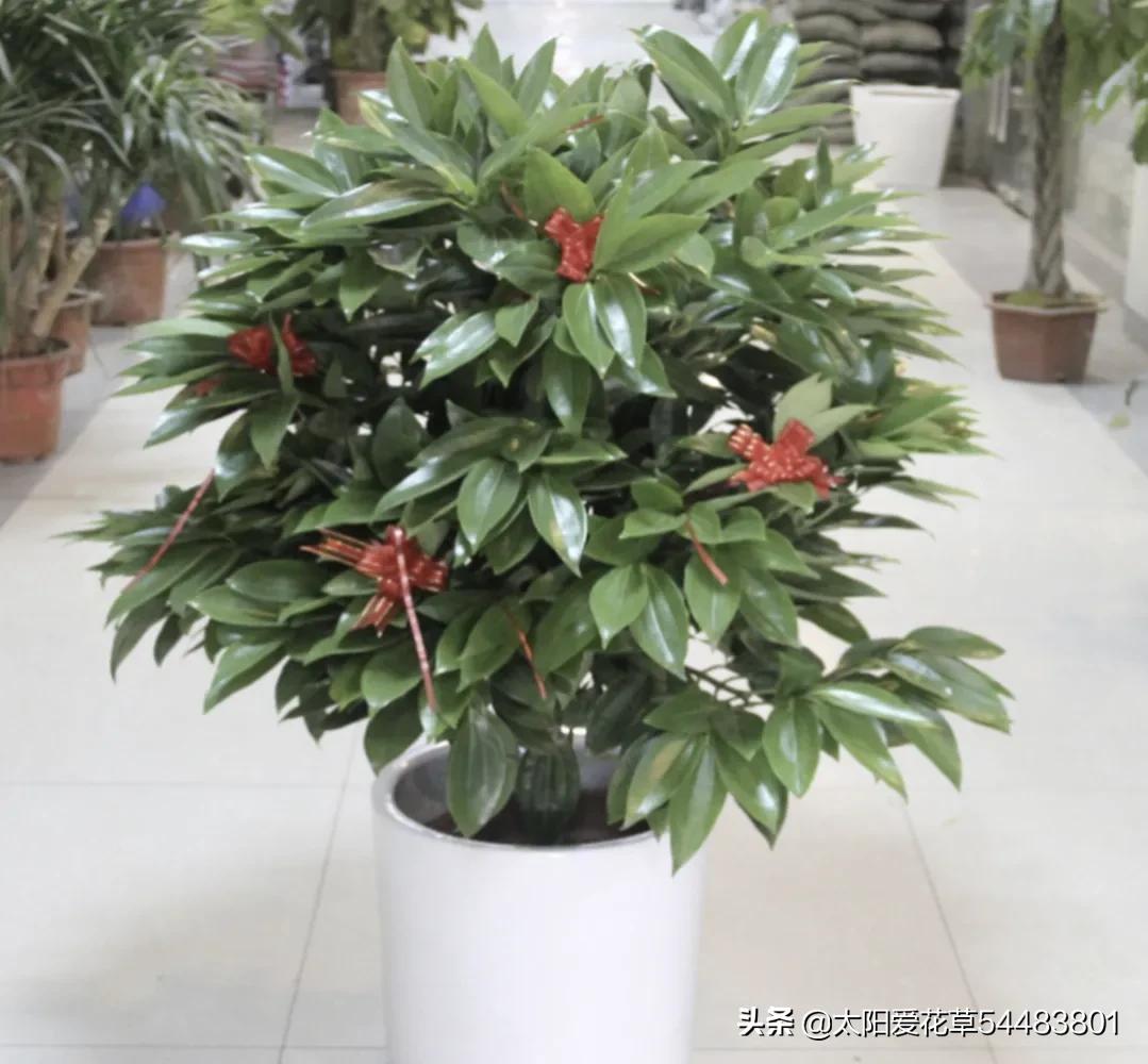 情人节20种礼物推荐,情人节520送什么颜色的花好