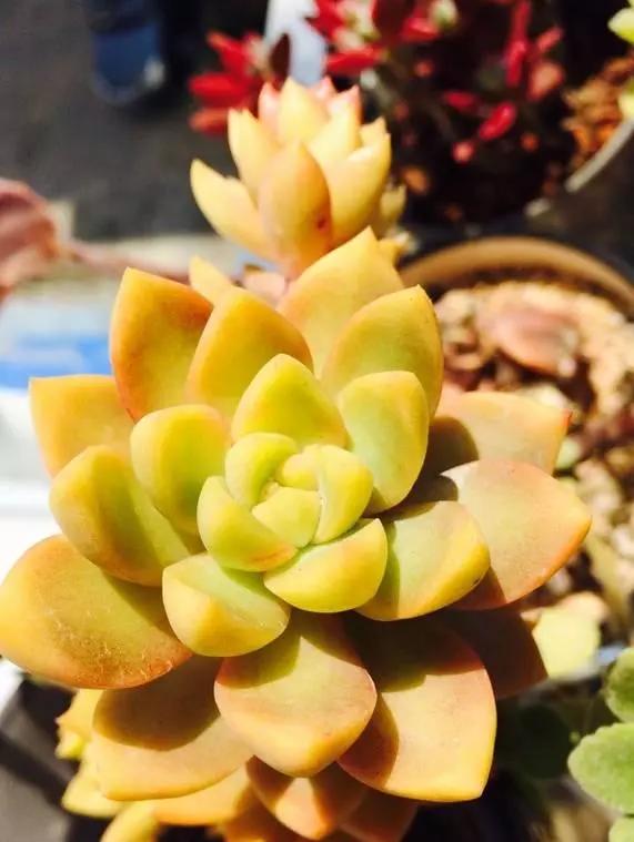 容易爆盆又好养的多肉你值得拥有,容易养好养活而且便宜的多肉