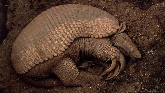 犰狳的防御是最强的吗,犰狳的防御