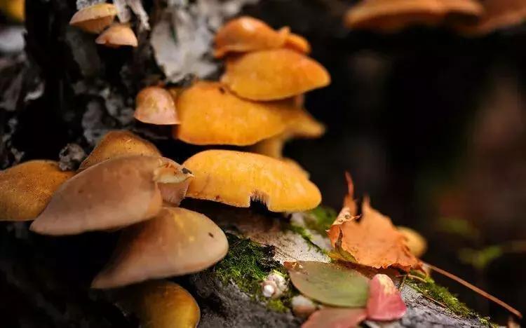 黑龙江旅游小众胜地,黑龙江值得旅游的10个地方