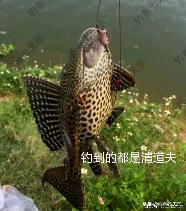 九龙水库钓鱼事件死亡,清道夫鱼在两广泛滥成灾