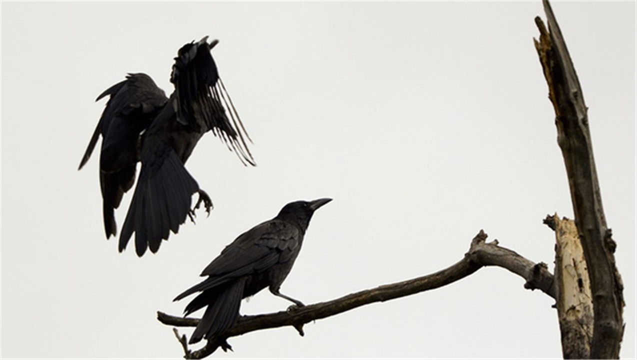 乌鸦死后，为什么周围会聚集一群活着的乌鸦？难道乌鸦也办葬礼？