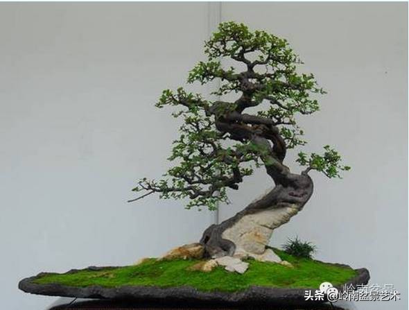 精品雀梅盆景名称,值得收藏的盆景作品欣赏