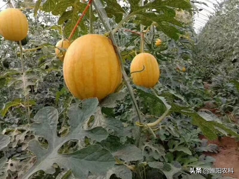 好的菌肥才有好效果,生物菌肥杀虫吗