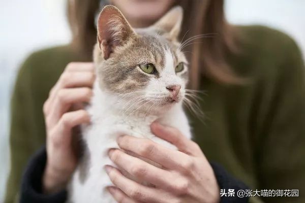 猫咪体温怎么量,猫体温多少度正常猫怎么测体温