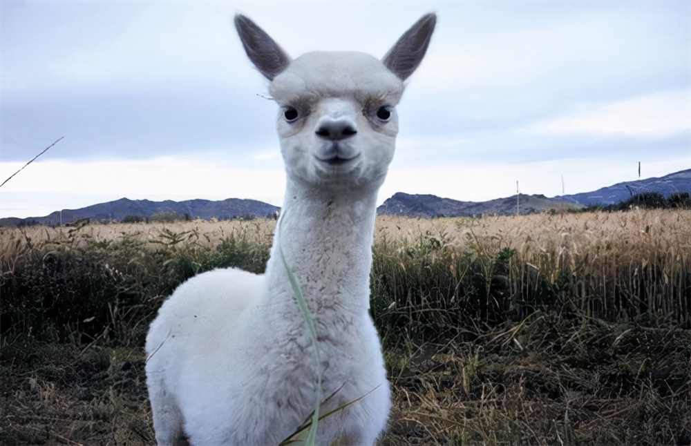 西游记狮驼岭三个妖怪实力排名,西游记中的狮虎象鹰有多么的恐怖