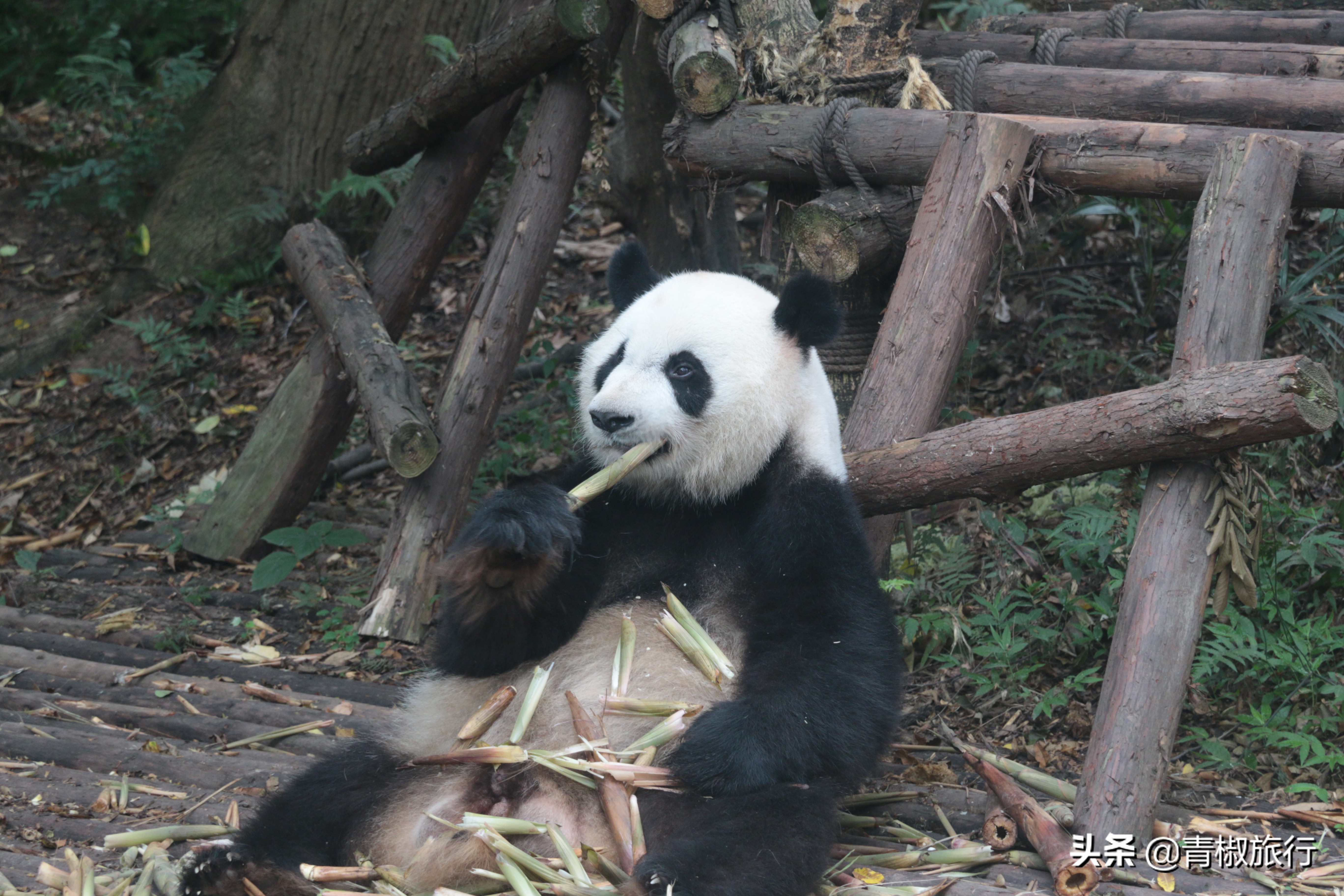 成都旅游攻略必去的地方推荐,成都小众旅游攻略自由行攻略