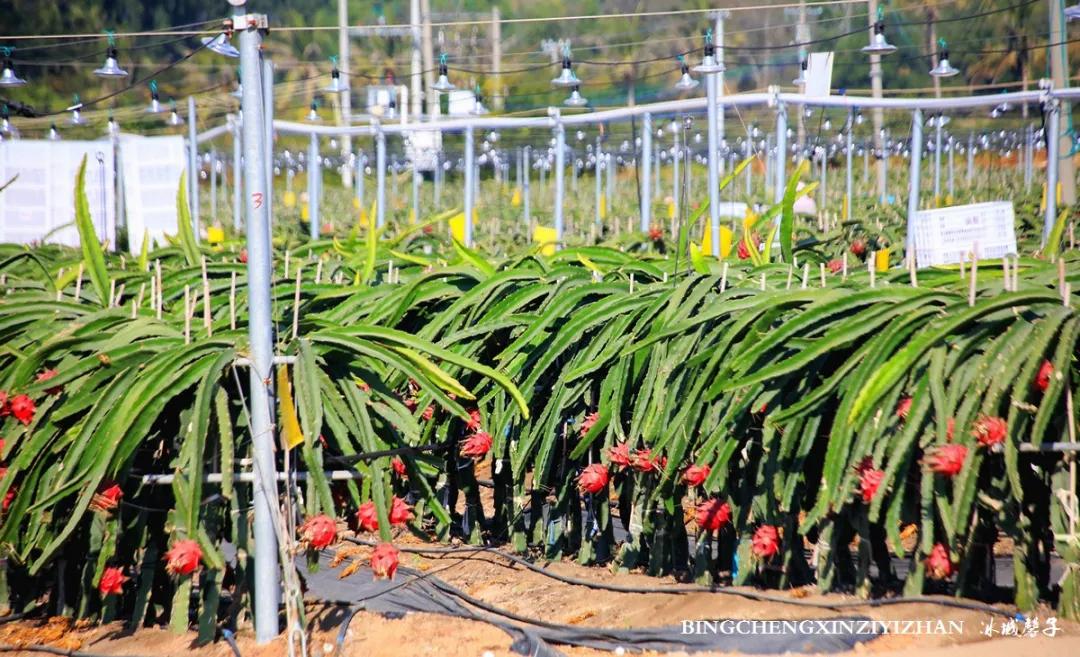 附近的火龙果采摘园海南,海南火龙果采摘