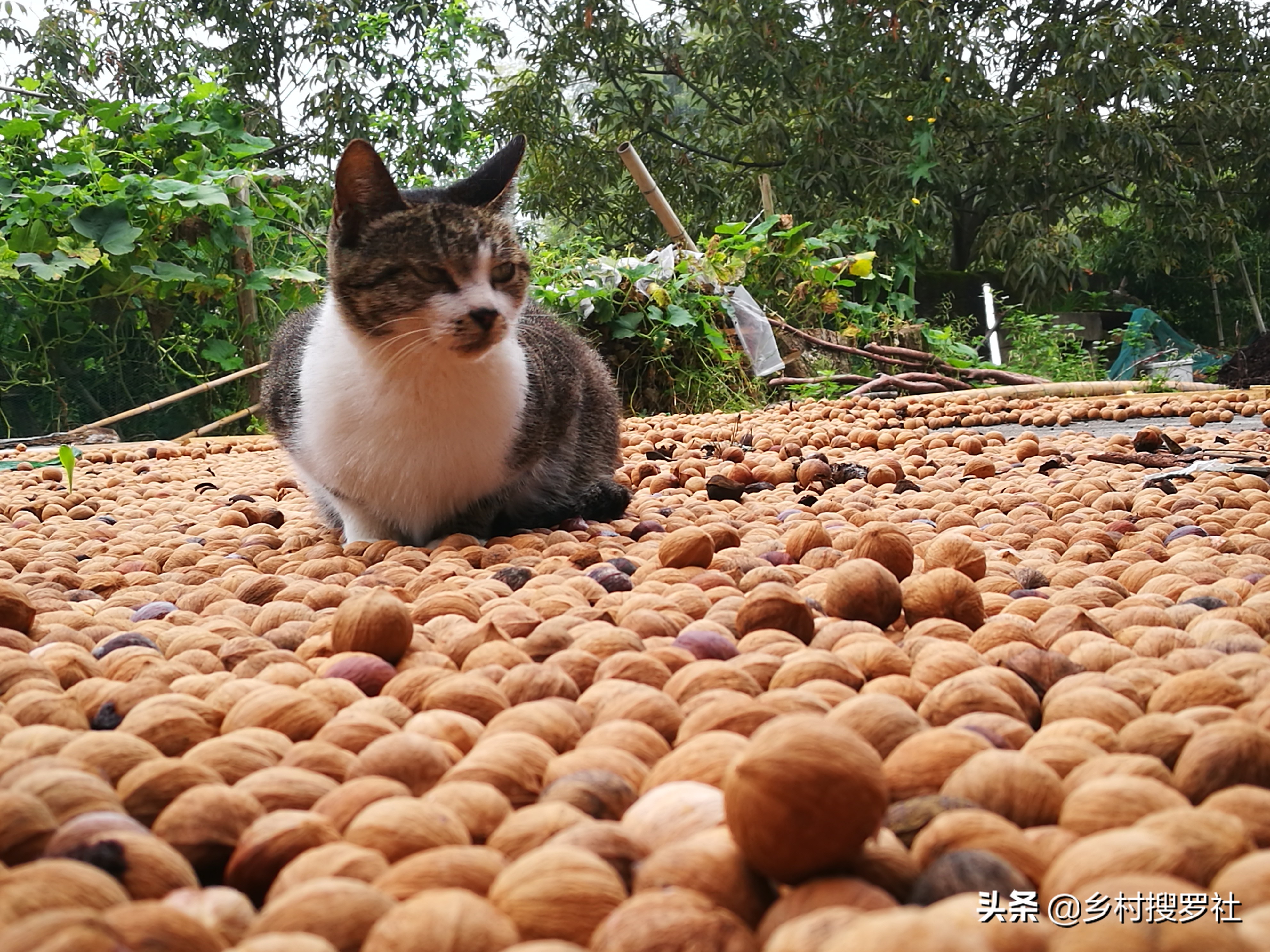 兰花可用花生壳核桃壳做植料吗,山核桃薄壳养兰花