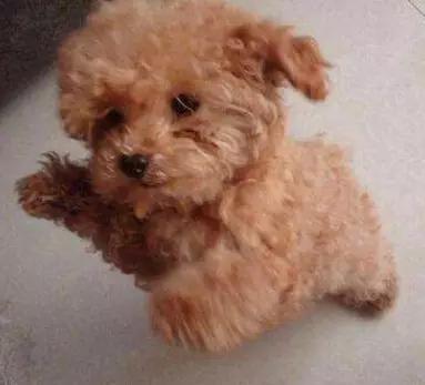 怎么教狗持续站立,不要轻易去教狗站立