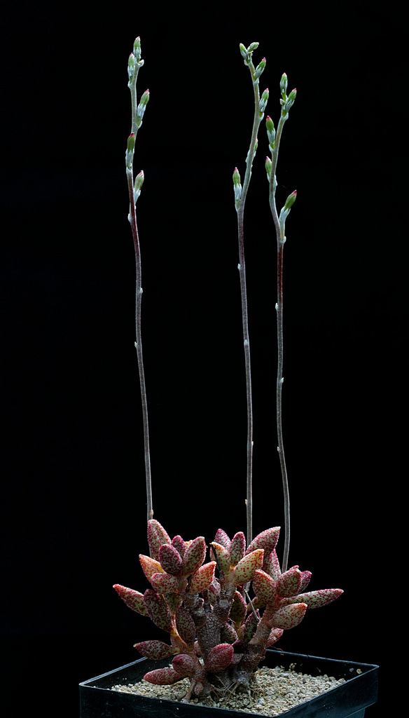 多肉群生柠檬玫瑰,花鹿水泡多肉