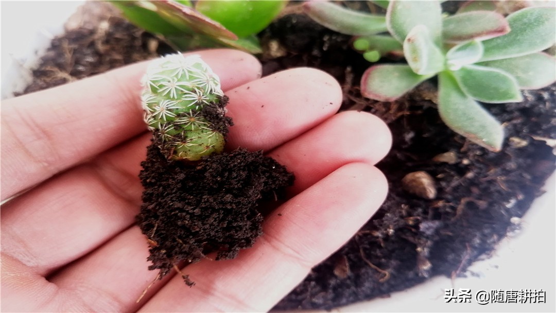 银毛球多肉怎么养,银毛球多久浇水