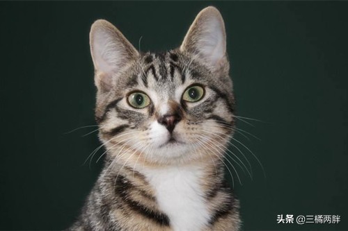 奇妙猫咪物语70天,奇妙猫咪物语