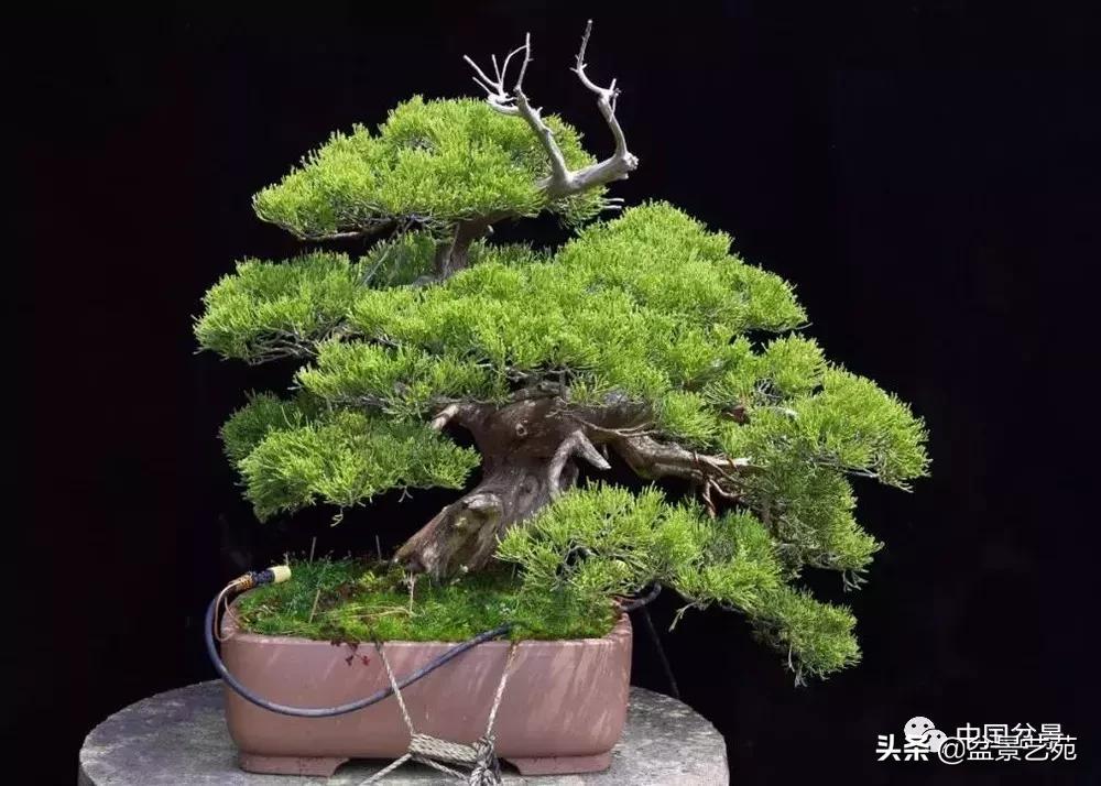 天生好养的36种盆景植物,什么植物盆景适合屋内养