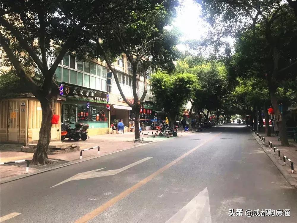 种了20年的铁树终于开花了,养了几十年的铁树终于开花了