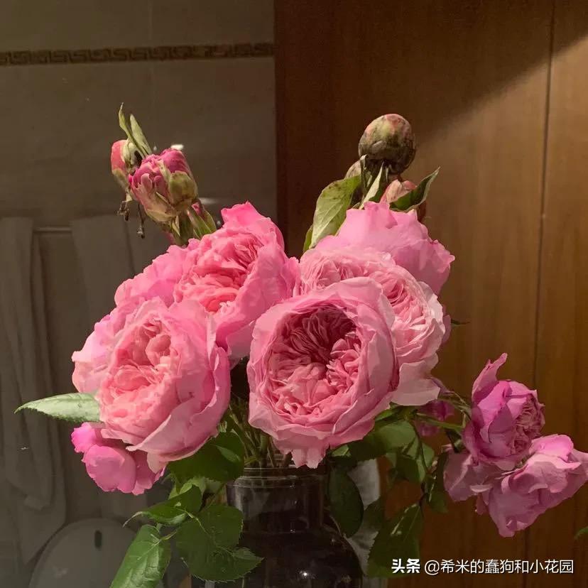 苦尽甘来栀子花,苦尽甘来推荐