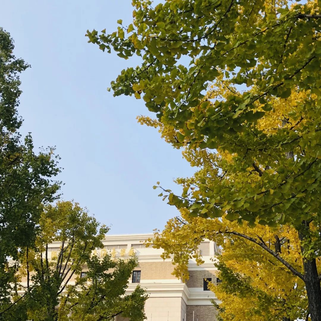 上海银杏叶打卡的地方,上海周边哪里有银杏叶