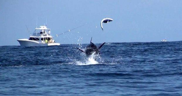 海洋中的剑鱼和旗鱼,海洋中速度最快的剑鱼