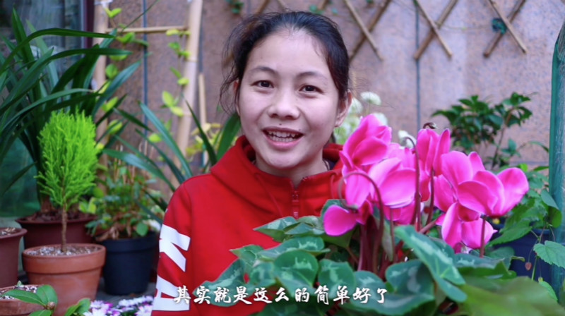 仙客来买回来就打蔫了什么原因,仙客来买回来花就垂下来了