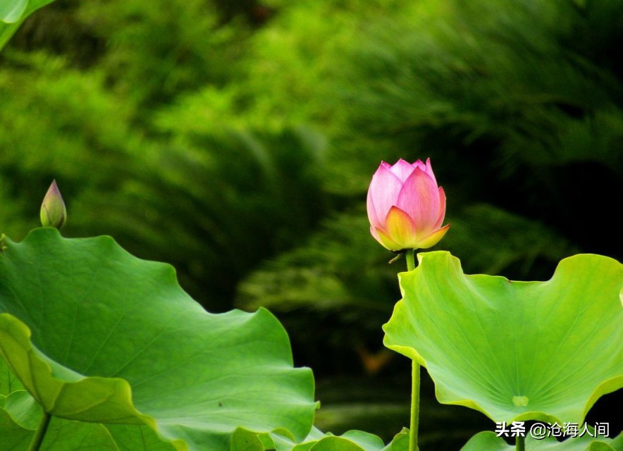 写荷花的诗词有多少,禅意荷花的诗词