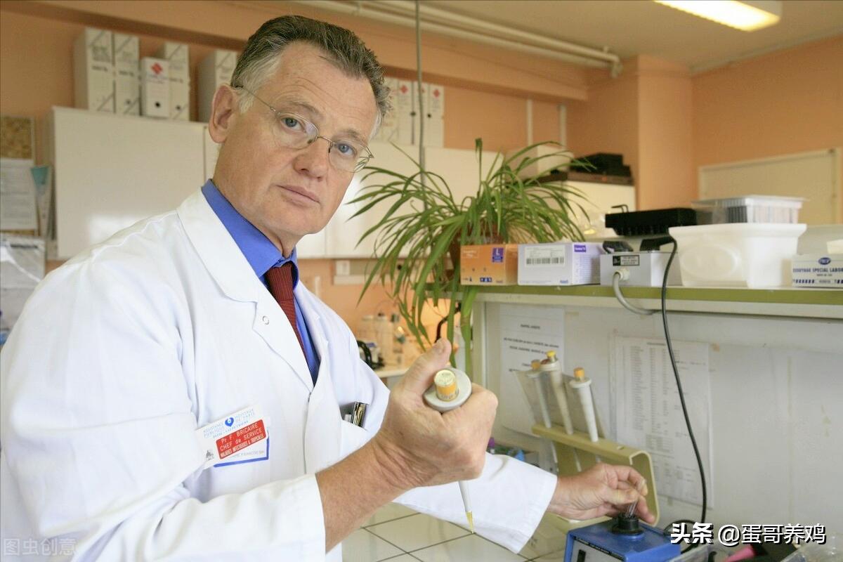 禽流感正高发,养鸡的防控形势