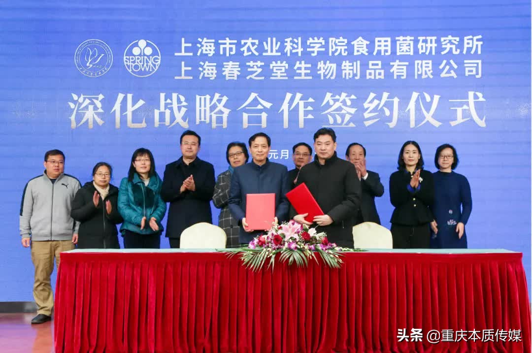 上海春芝堂食用菌,上海春芝堂食用菌最新新闻