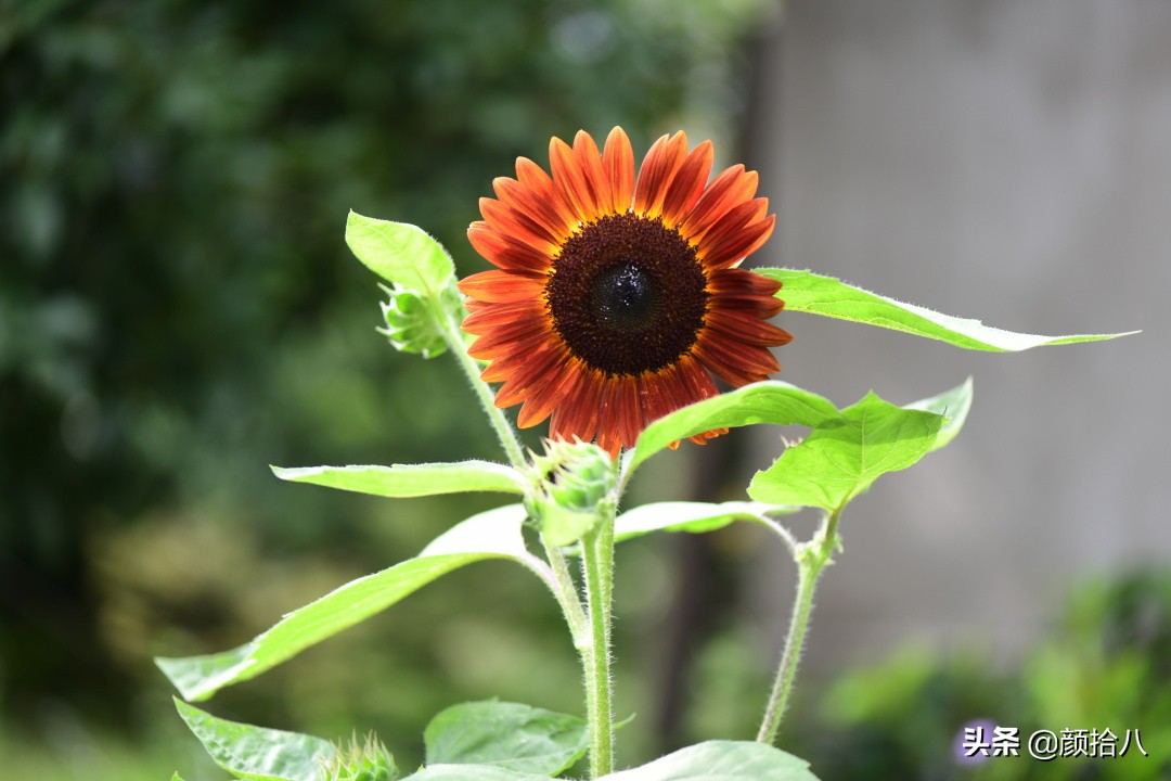 这个夏天我在花园里种向日葵|园丁