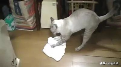 猫咪粪便检测出菌群超标,猫咪腹泻吐白色泡沫食欲还行