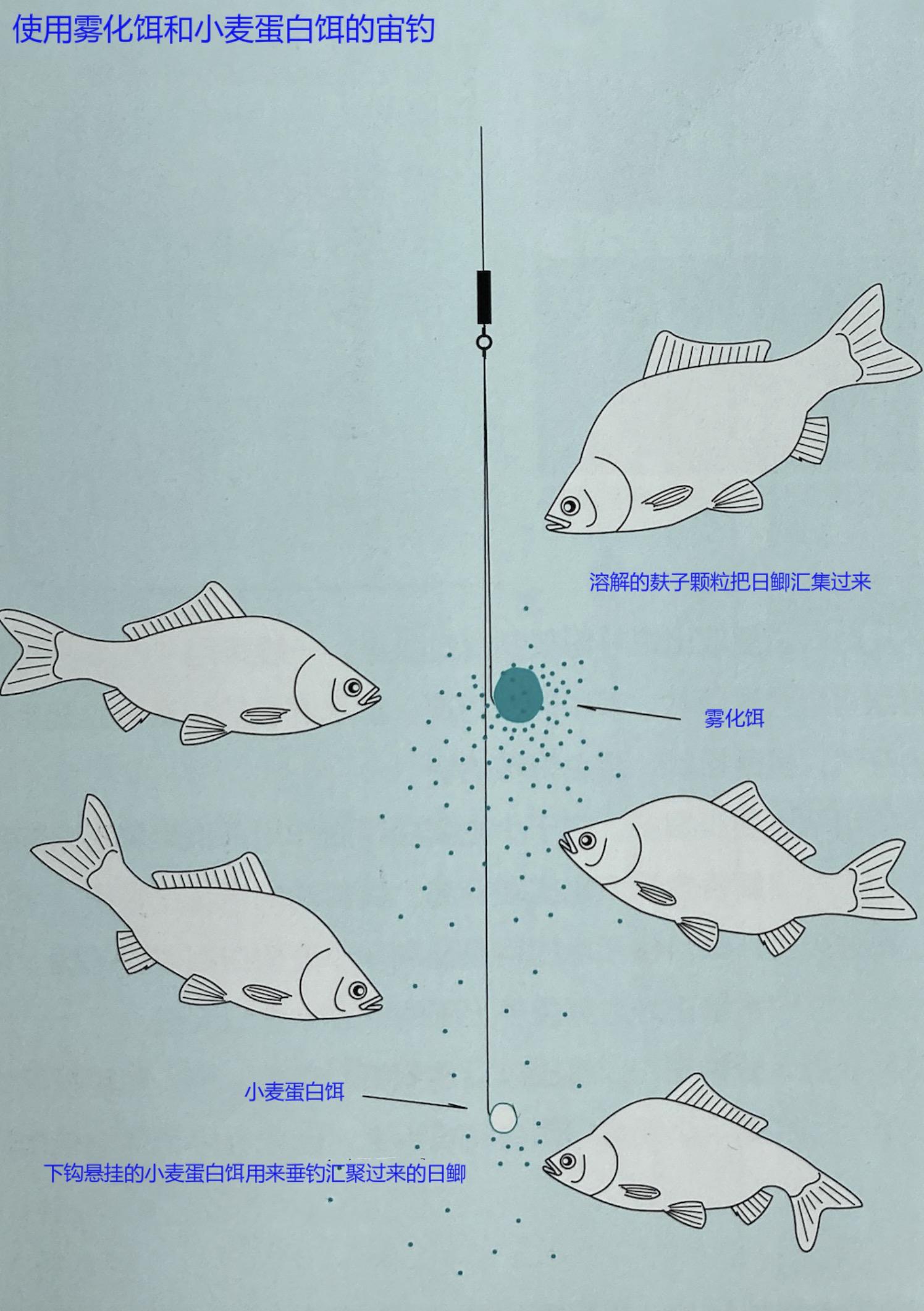 日本钓鲫鱼怎么调漂好,日本钓鲫鱼动作
