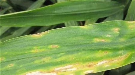 生姜斑点病危害大，全面了解斑点病的病症，能有效的保品质保丰收