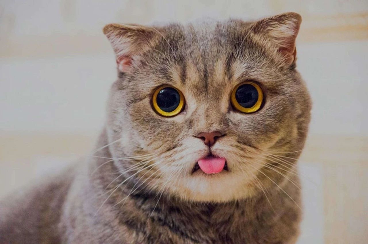 猫咪误食大块异物,猫咪误食了异物怎么办